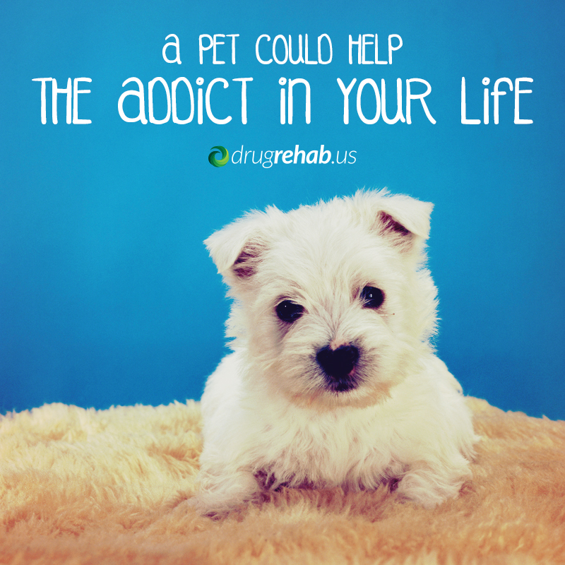 How A Pet Could Help The Addict In Your Life - DrugRehab.us