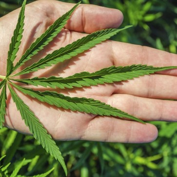 Marijuana Growth On Public Land Major Problem In Utah-DrugRehab.us